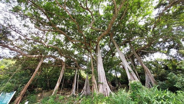 Cây đa ngàn năm với bộ rễ khổng lồ trên bán đảo Sơn Trà, điểm dừng chân hấp dẫn trên Đường Trường Sơn.